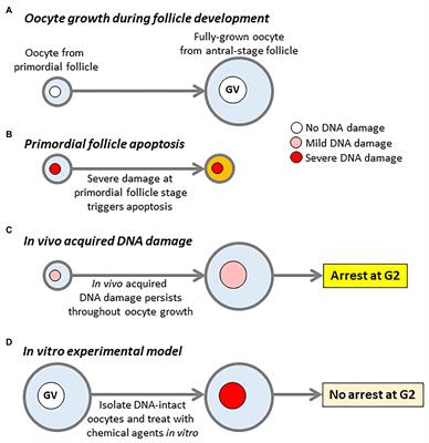 Senataxin: A New Guardian of the Female Germline Important for Delaying Ovarian Aging